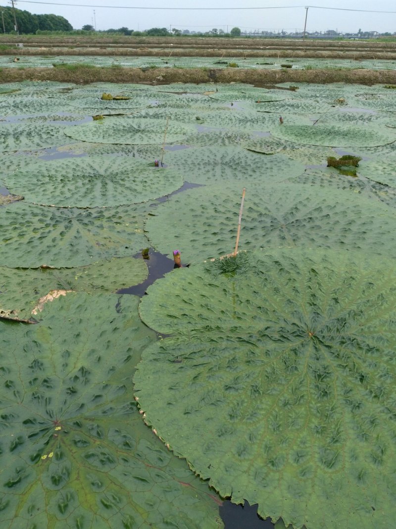 苏州地产冰冻保鲜芡实米苏州地产鸡头米(干粒)