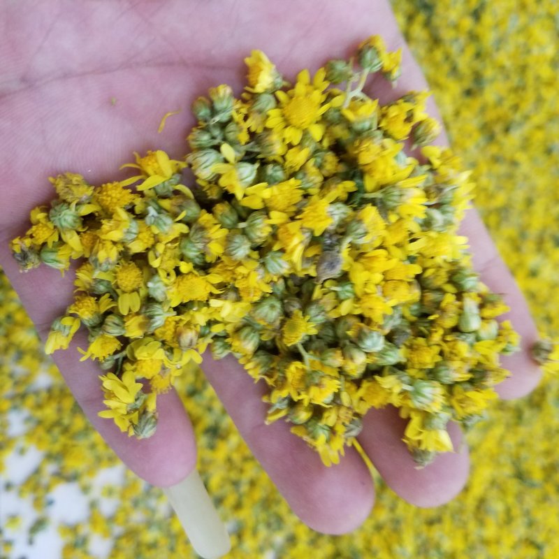 无熏蒸晾干野菊花枕头