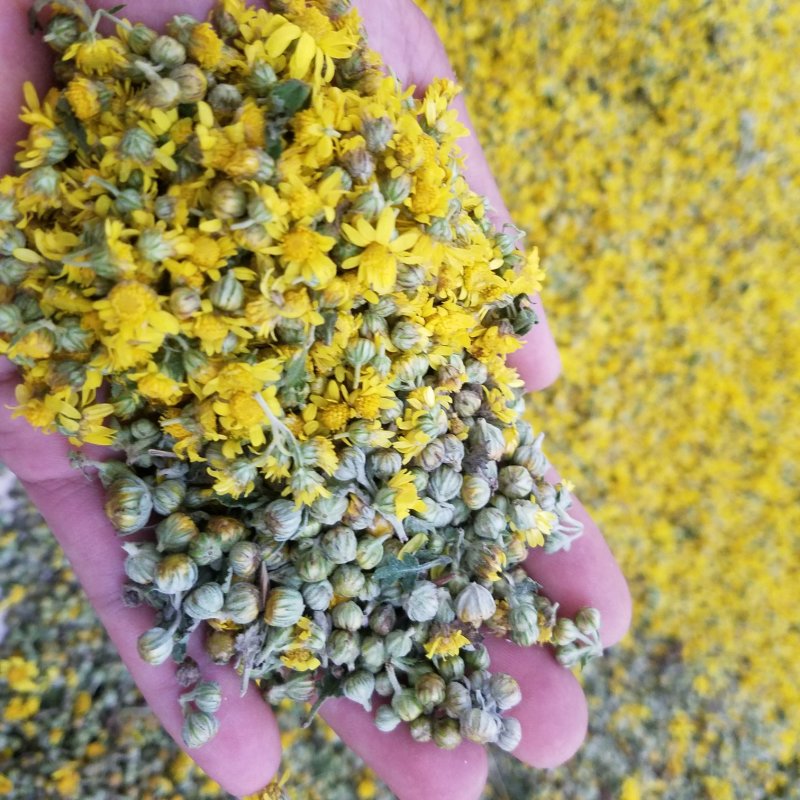 无熏蒸晾干野菊花枕头