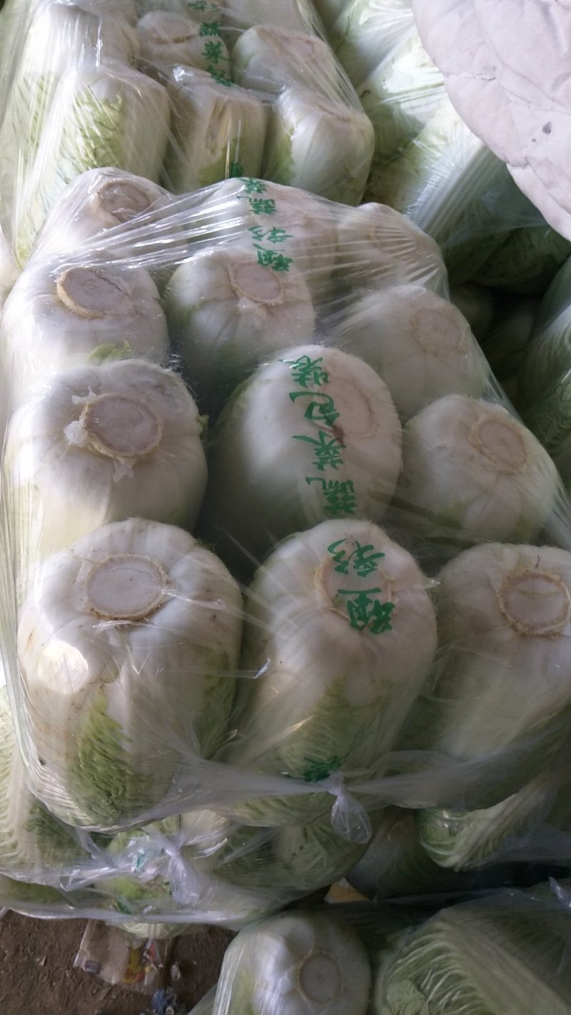 大白菜