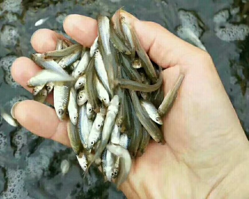 醴陵农家火焙小鱼干