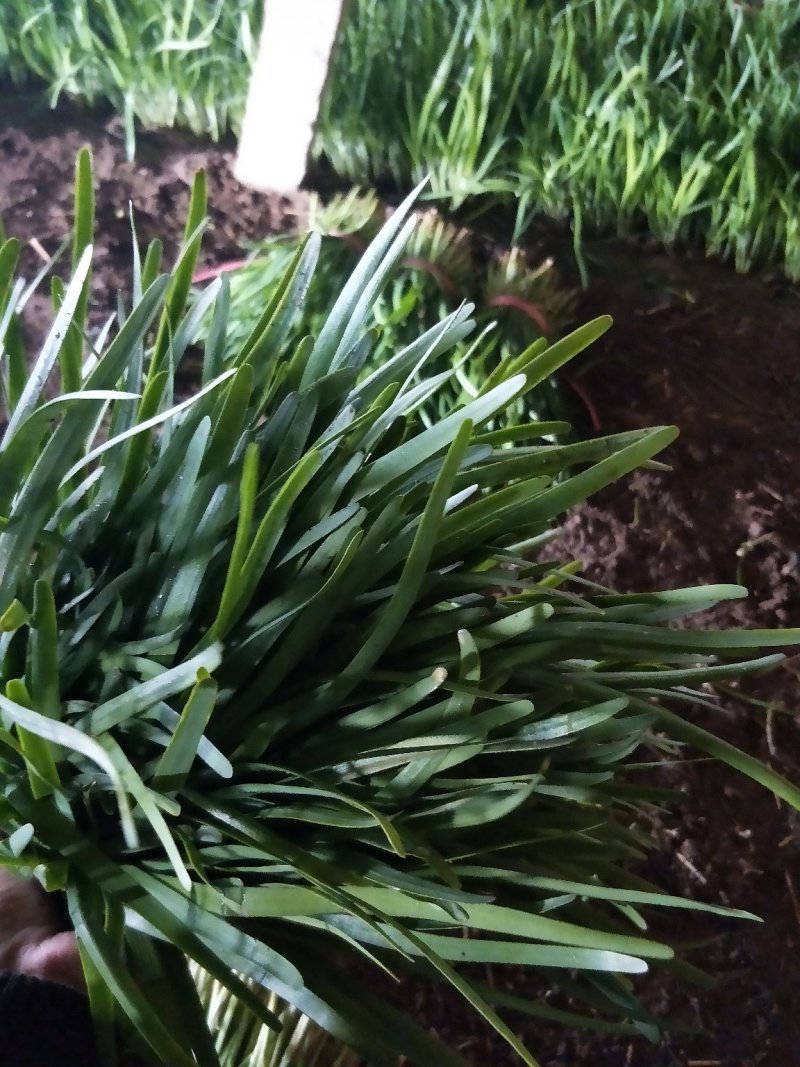 头刀韭菜