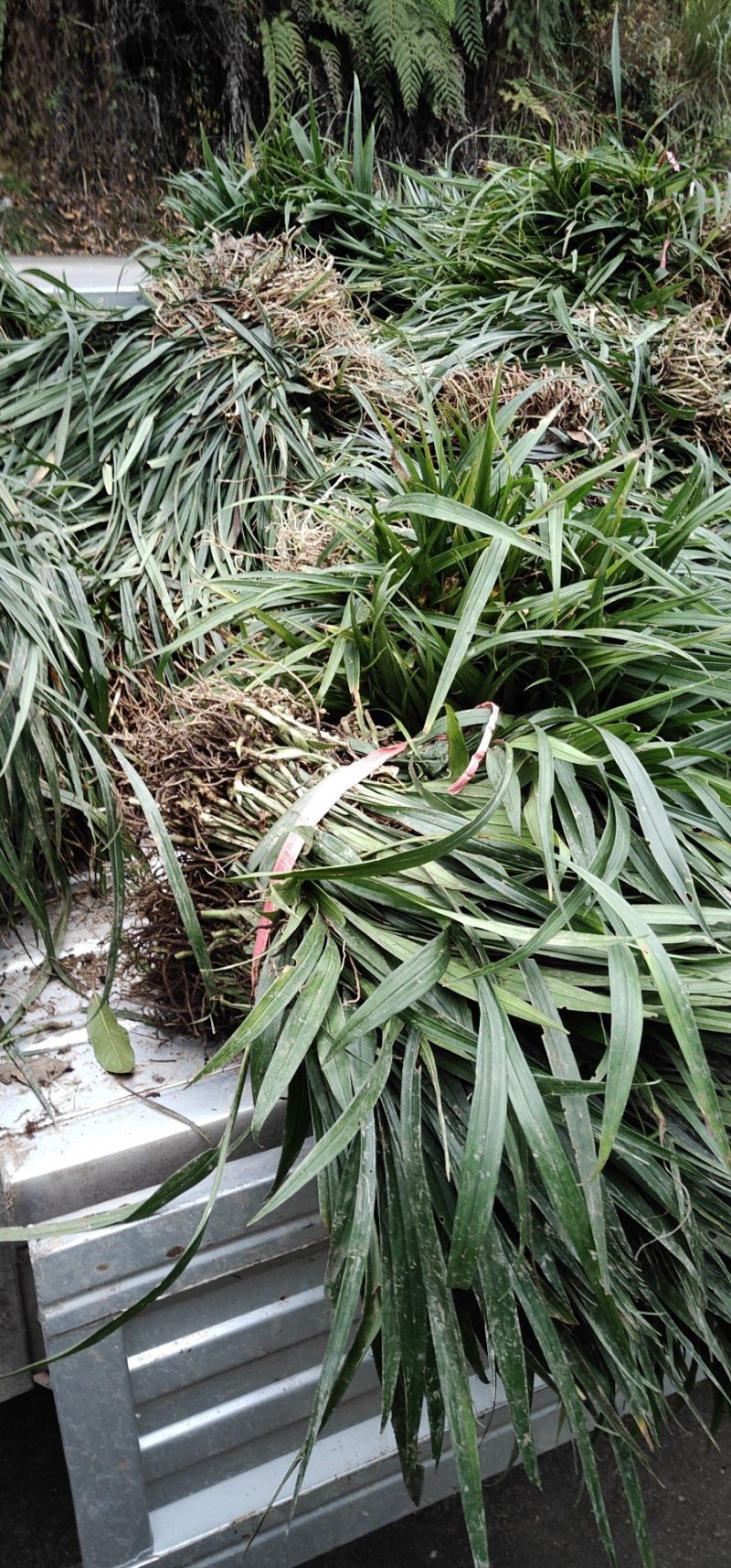 吉祥草