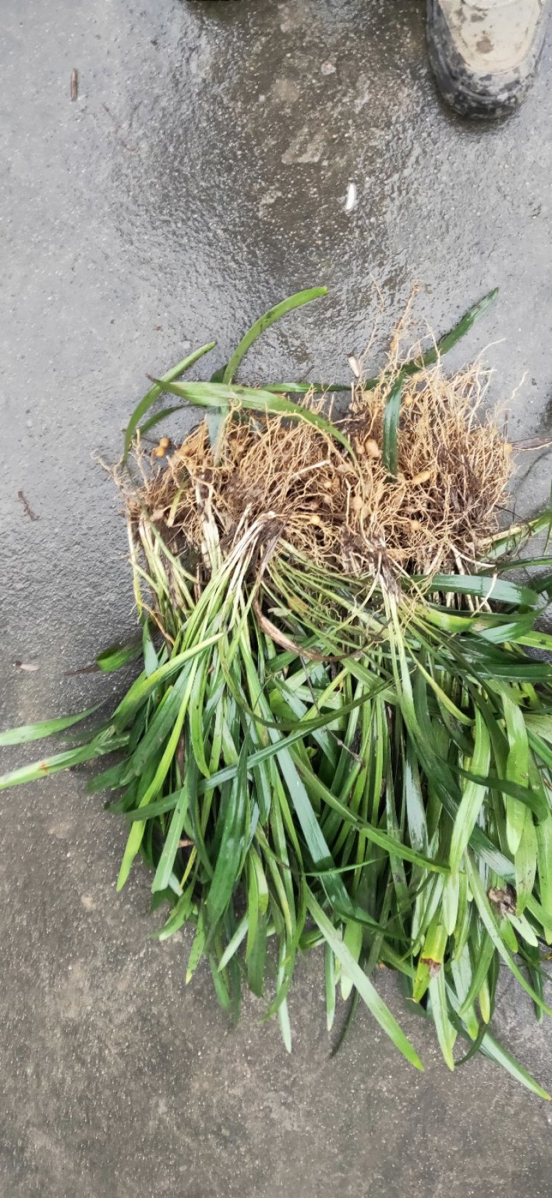 阔叶麦冬，兰花三七