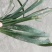 阔叶麦冬，兰花三七