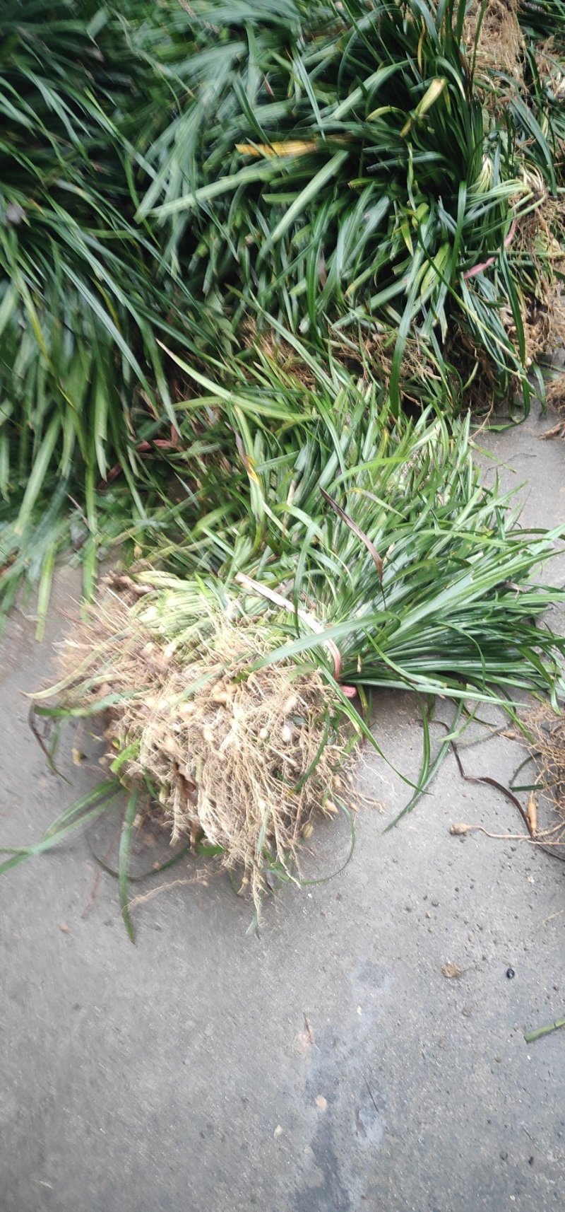阔叶麦冬，兰花三七