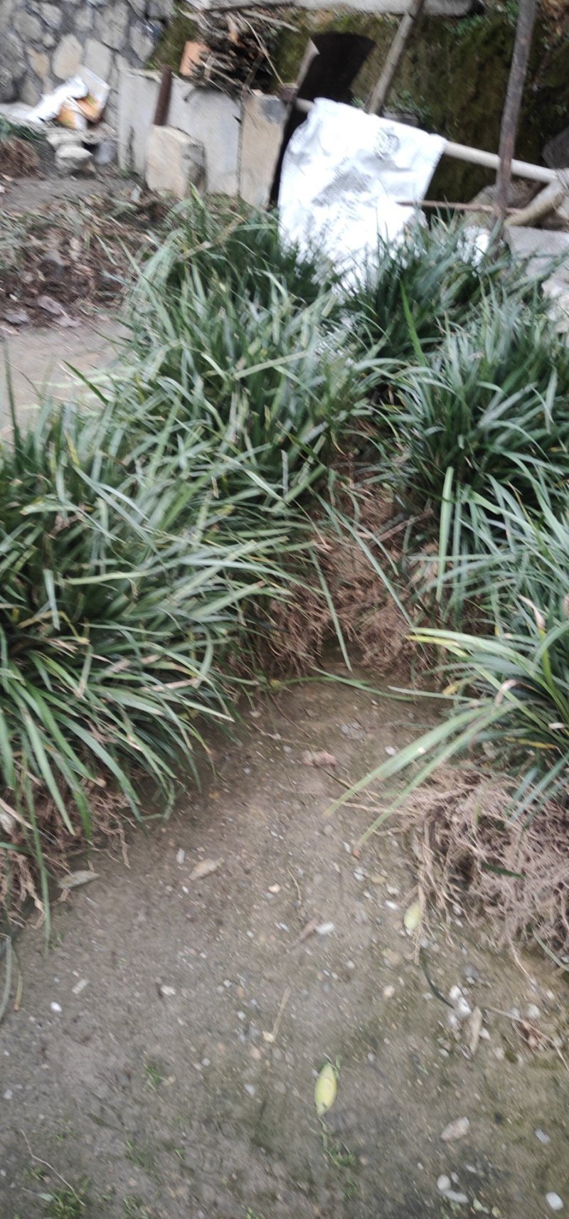 阔叶麦冬，兰花三七