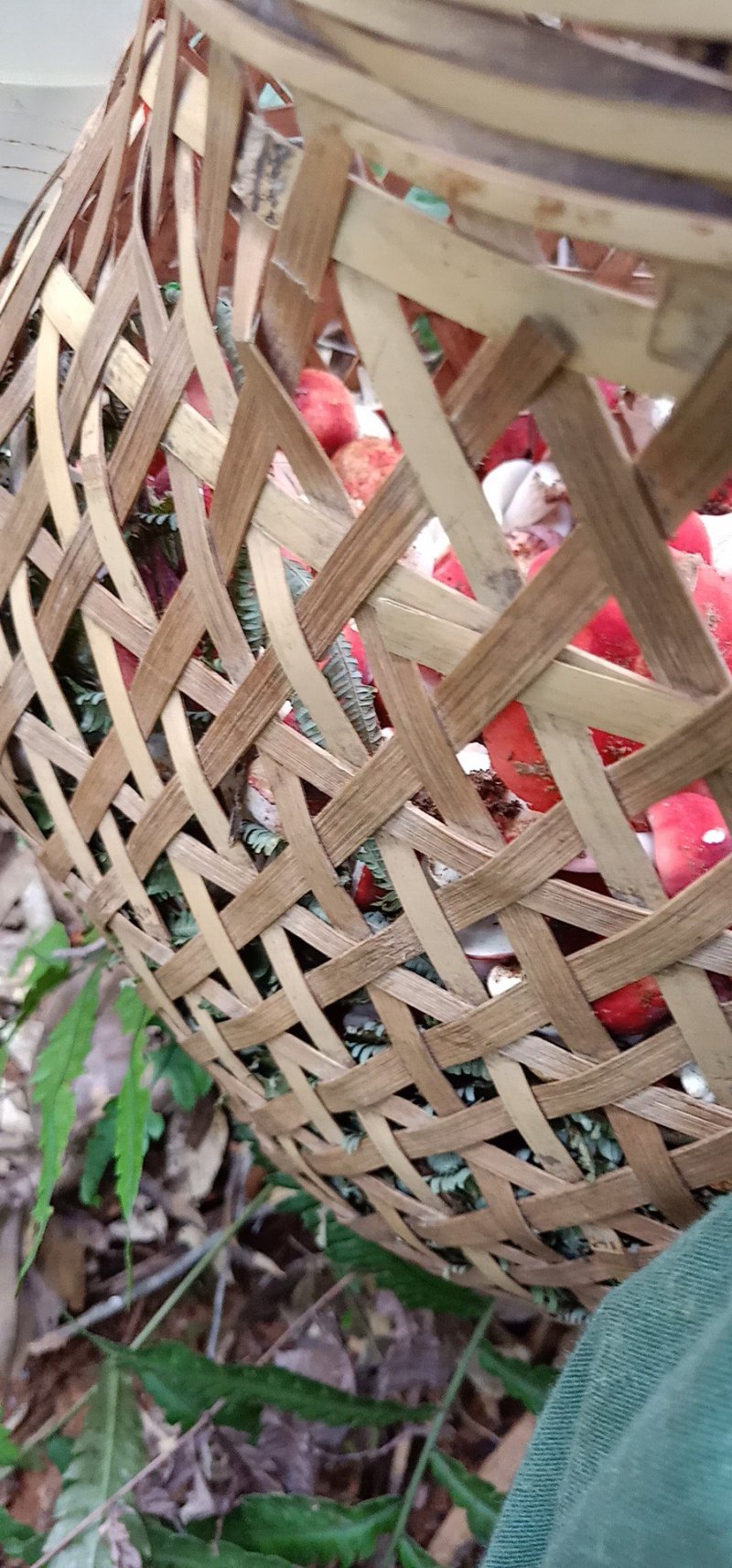 红菇