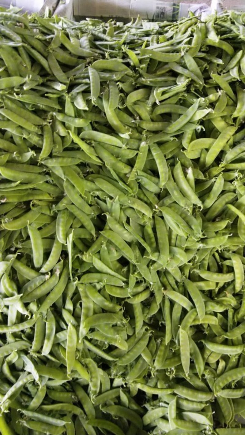 荷兰豆夹豆