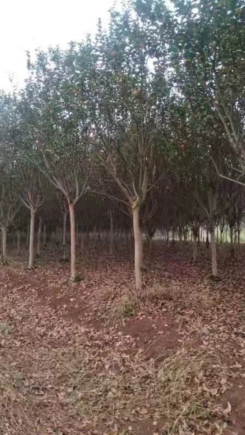 紫薇