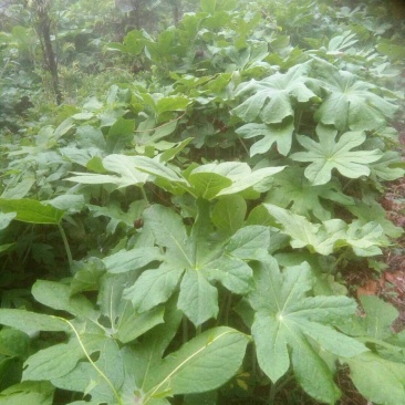 八角莲，大块茎，做成品，种茎都可以。