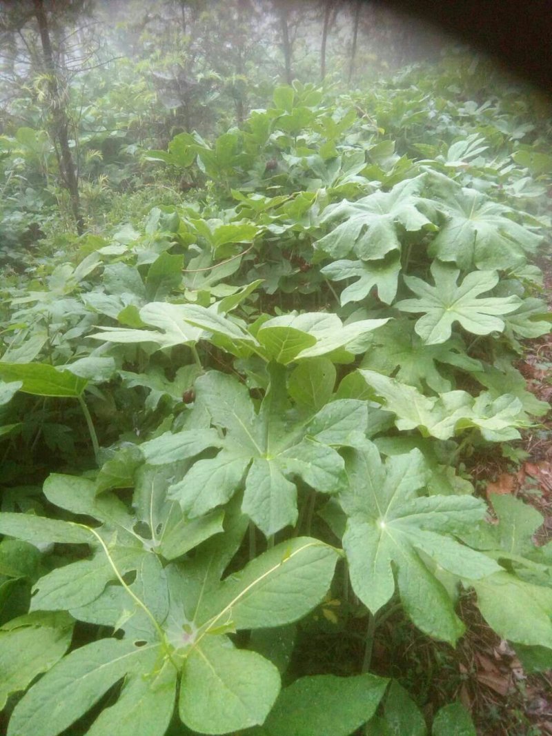 八角莲，大块茎，做成品，种茎都可以。