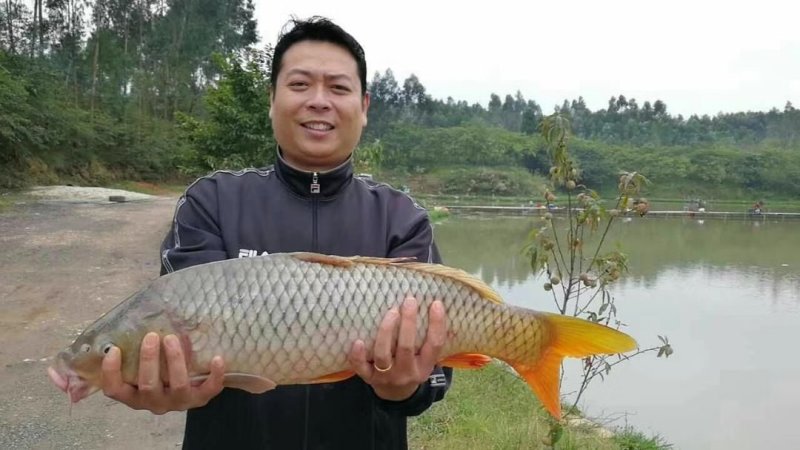 年年有余，预定春节水库鱼