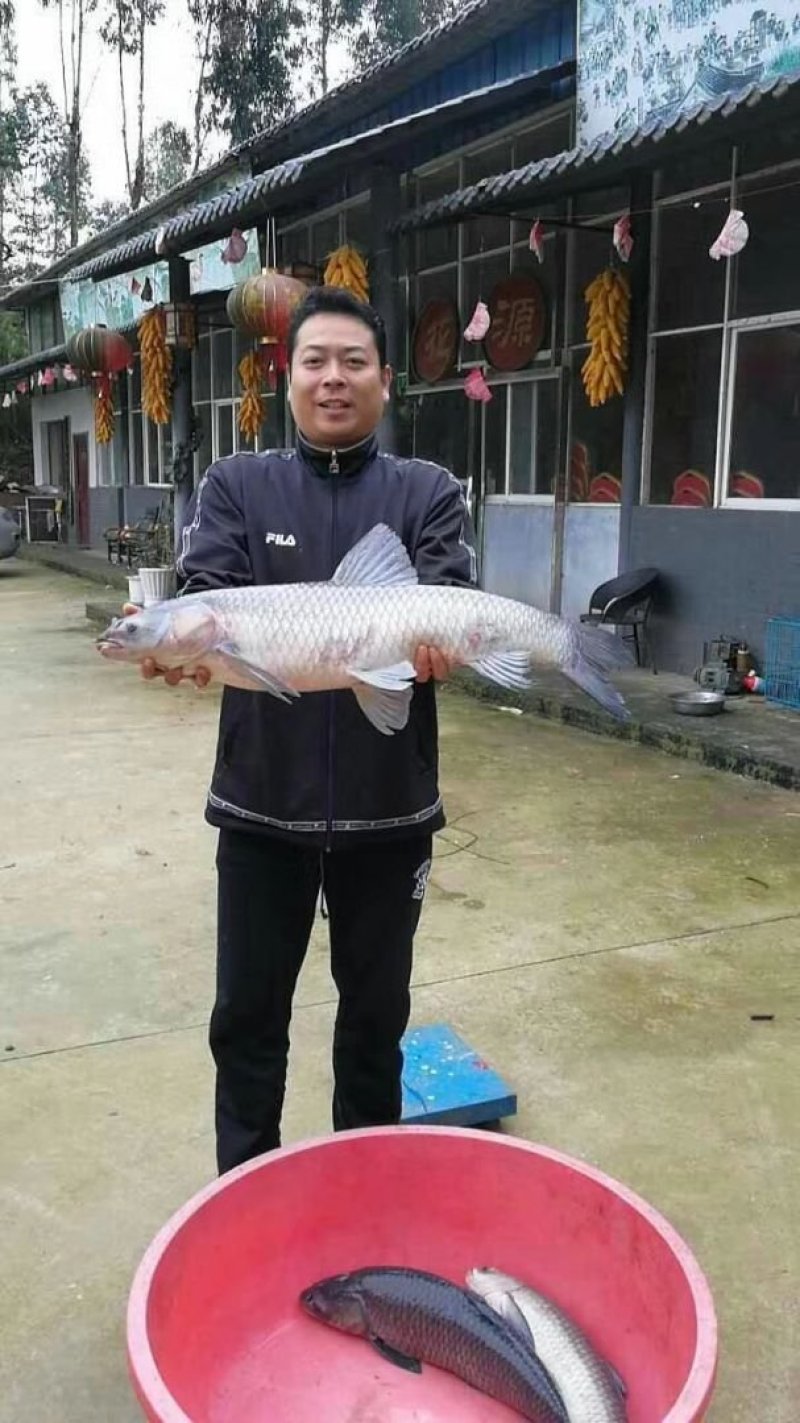 年年有余，预定春节水库鱼