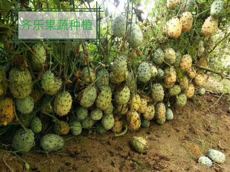 火参果种籽火星果大包装精品种子见效果播种当年结果