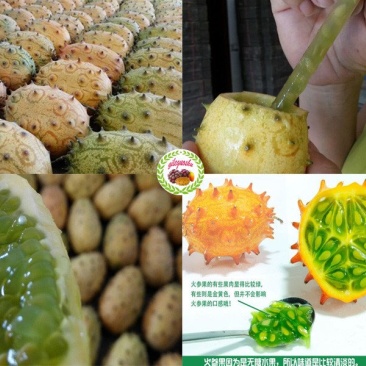 火参果种籽火星果大包装精品种子见效果播种当年结果