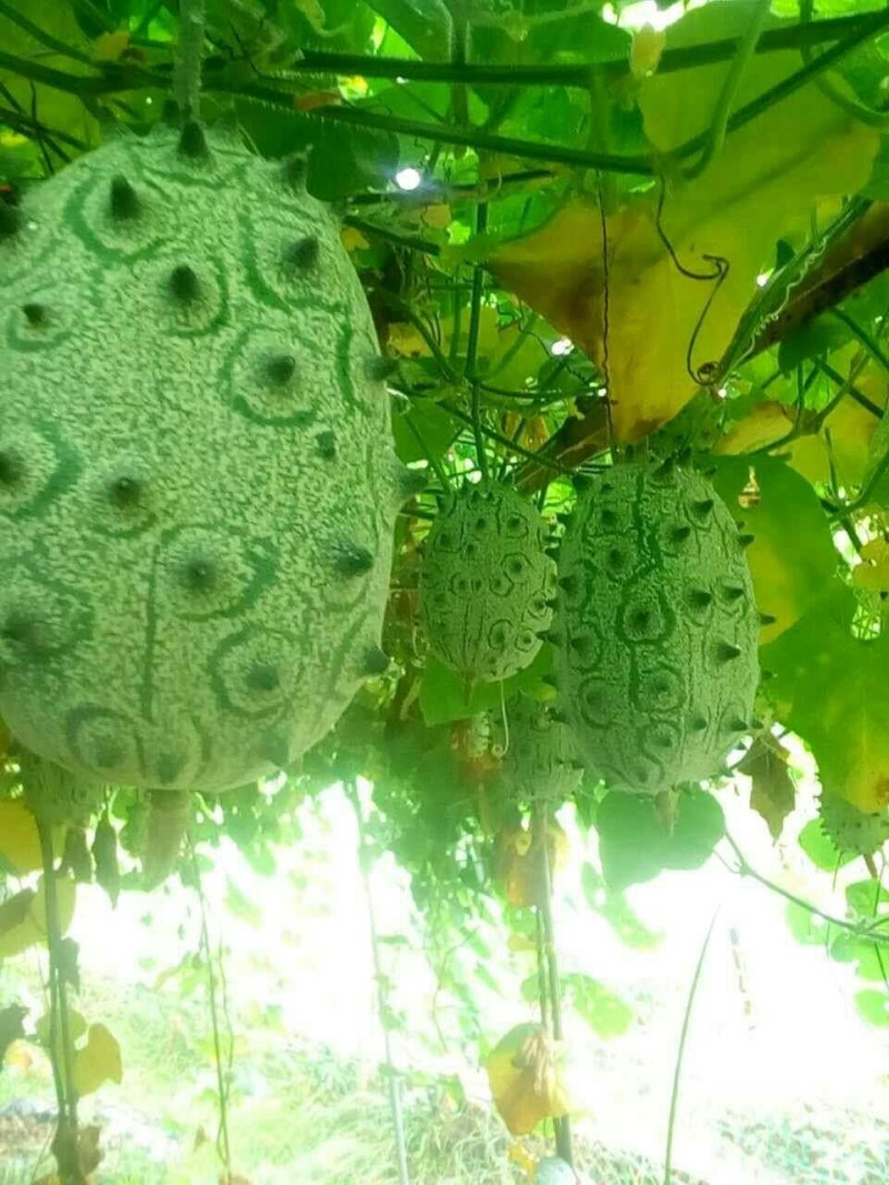 火参果种籽火星果大包装精品种子见效果播种当年结果