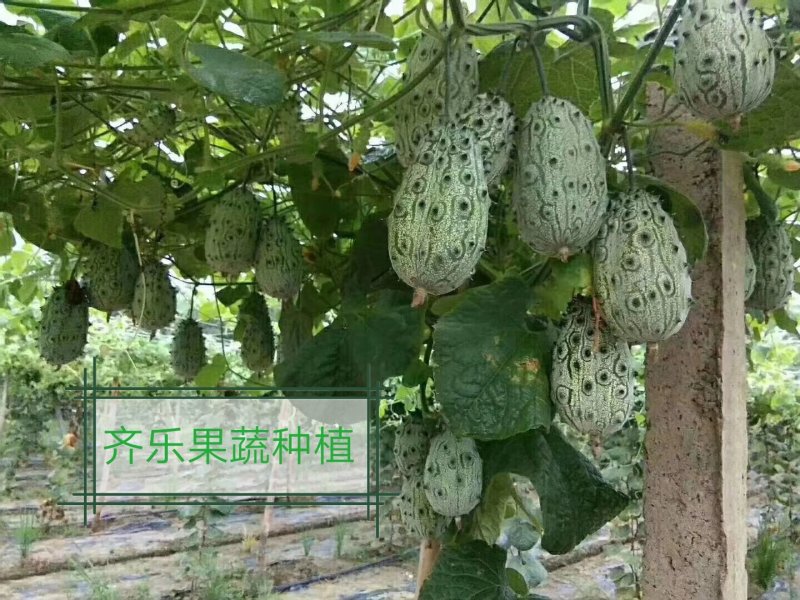 火参果种籽火星果大包装精品种子见效果播种当年结果