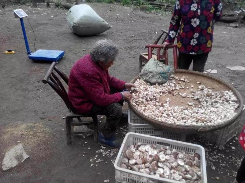 香菇干货冬菇剪脚香菇