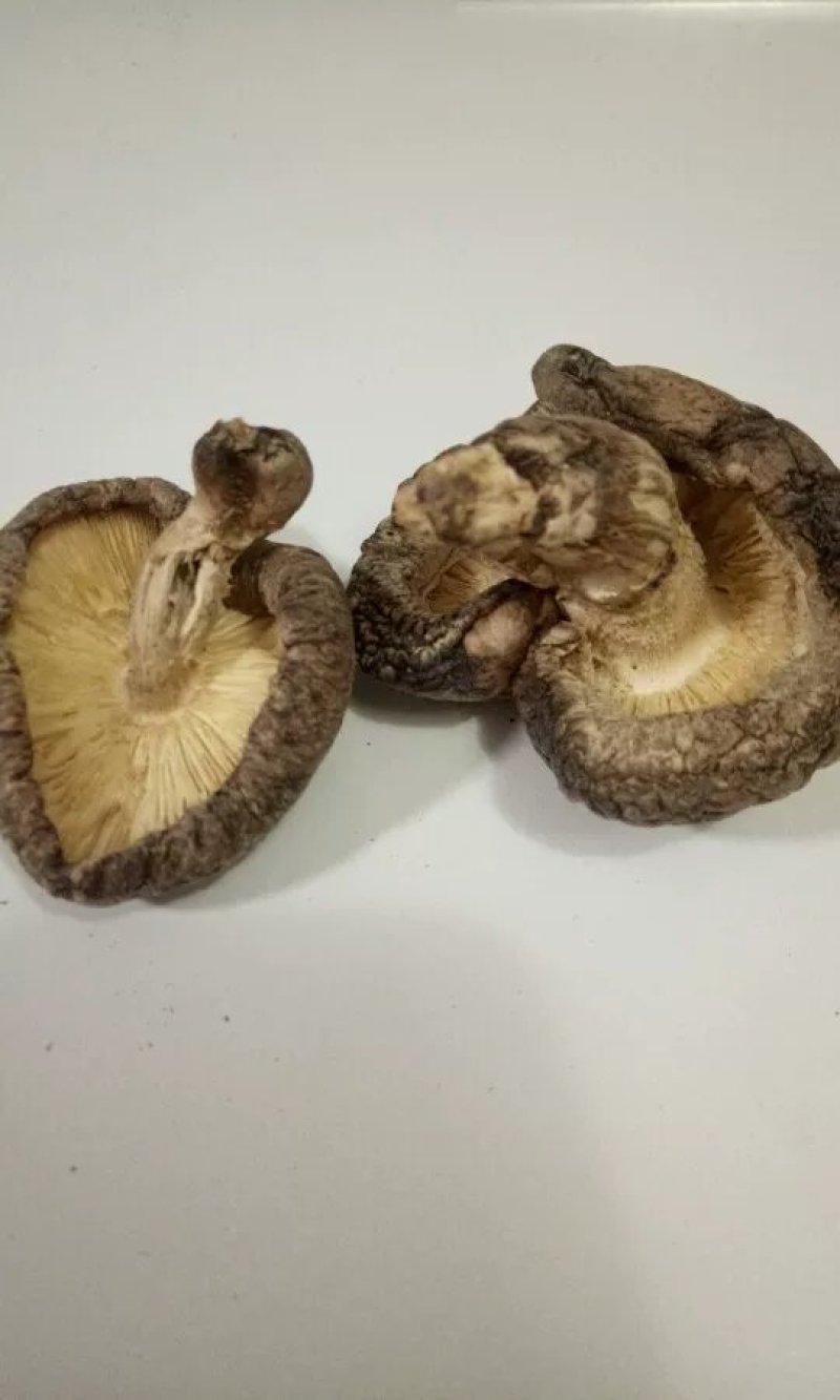 椴木香菇原木香菇树木上生长的香菇