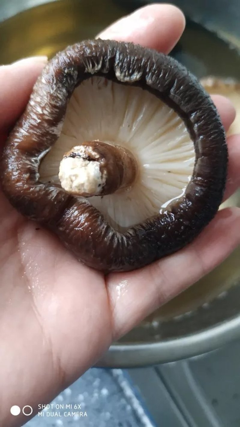 椴木香菇原木香菇树木上生长的香菇