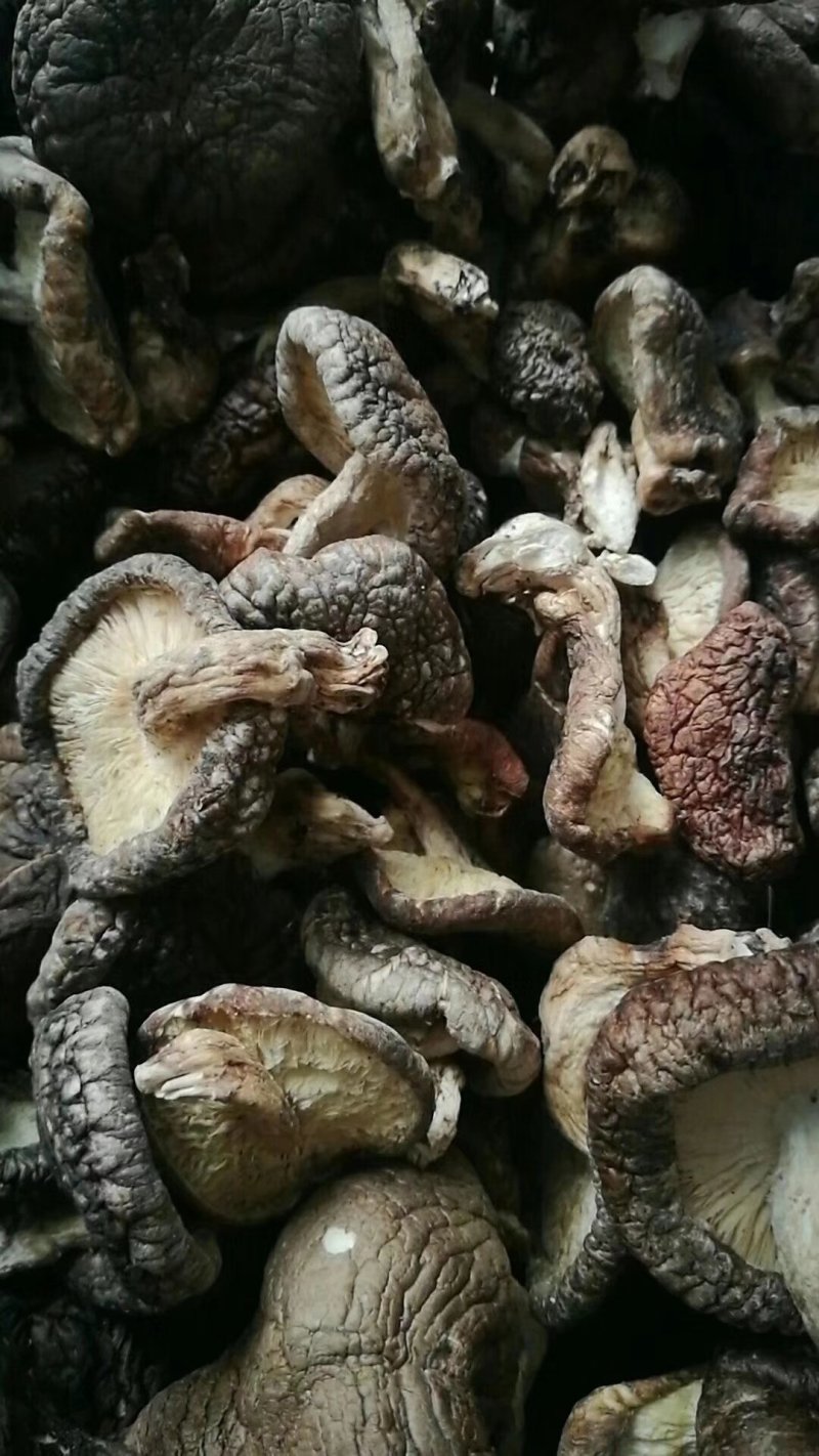 椴木香菇原木香菇树木上生长的香菇