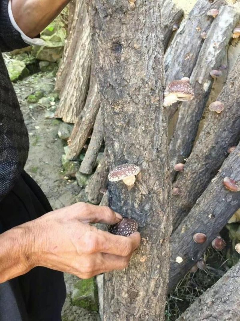 椴木香菇原木香菇树木上生长的香菇