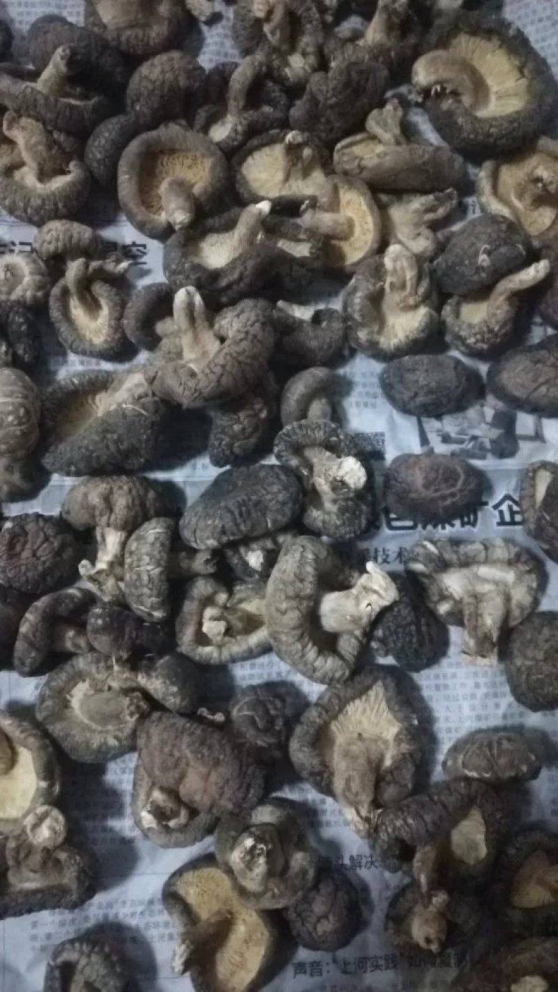 椴木香菇原木香菇树木上生长的香菇