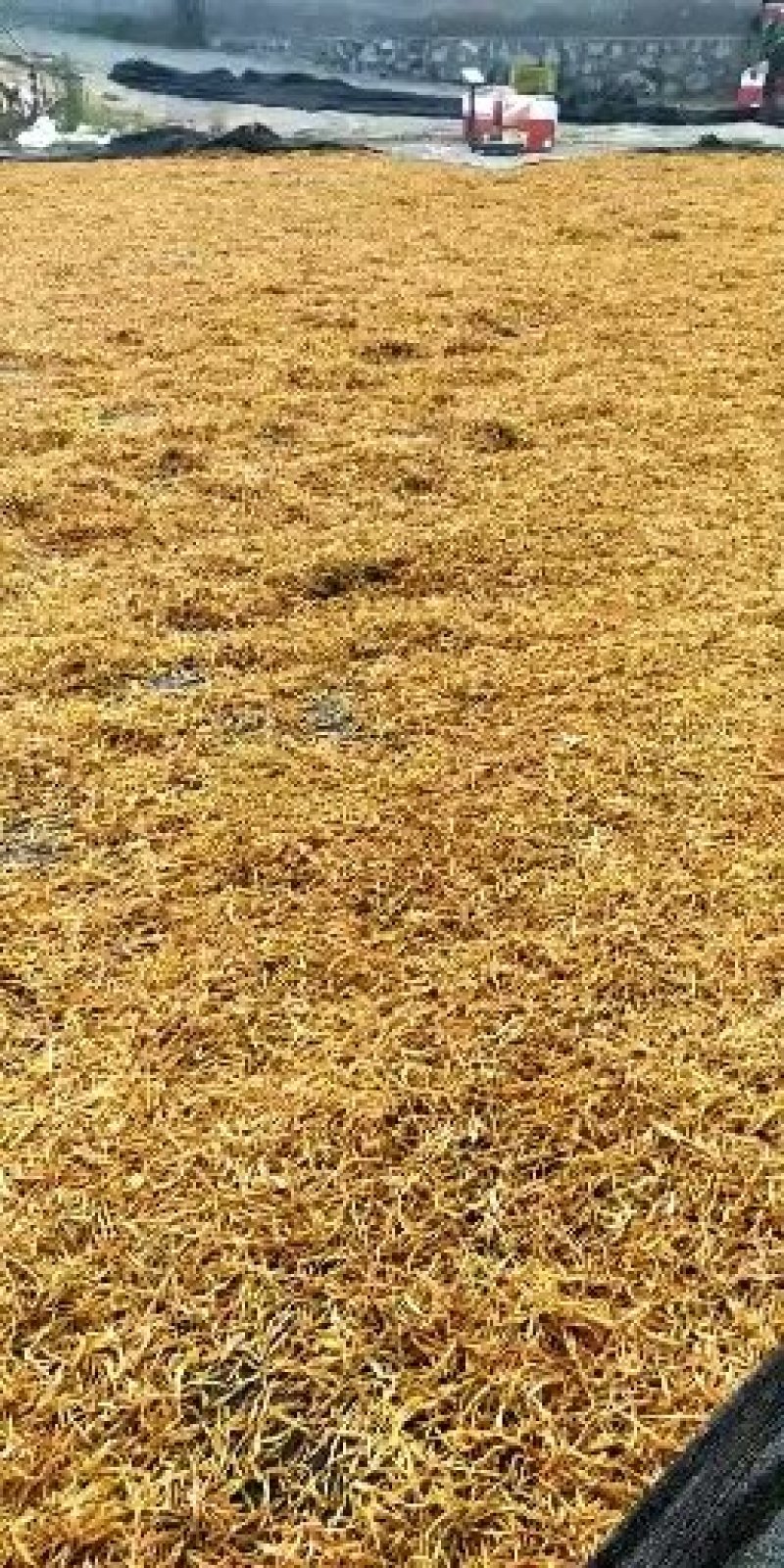 祁东干黄花菜产地货源，量大从优