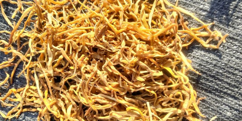 祁东干黄花菜产地货源，量大从优