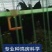 乌骨鸡种蛋纯种盐津乌骨鸡种蛋乌蒙珍禽中饭
