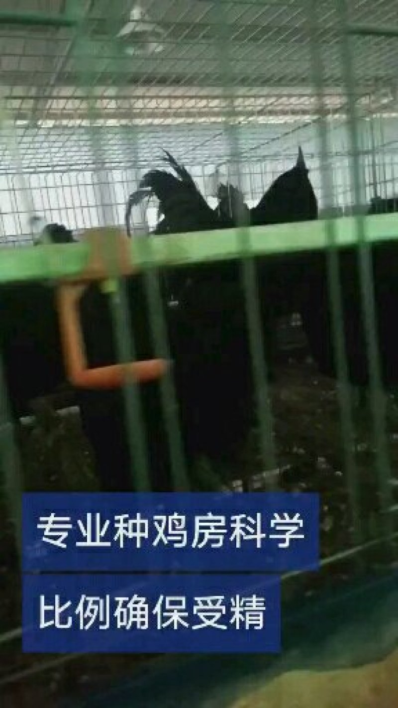 乌骨鸡种蛋纯种盐津乌骨鸡种蛋乌蒙珍禽中饭
