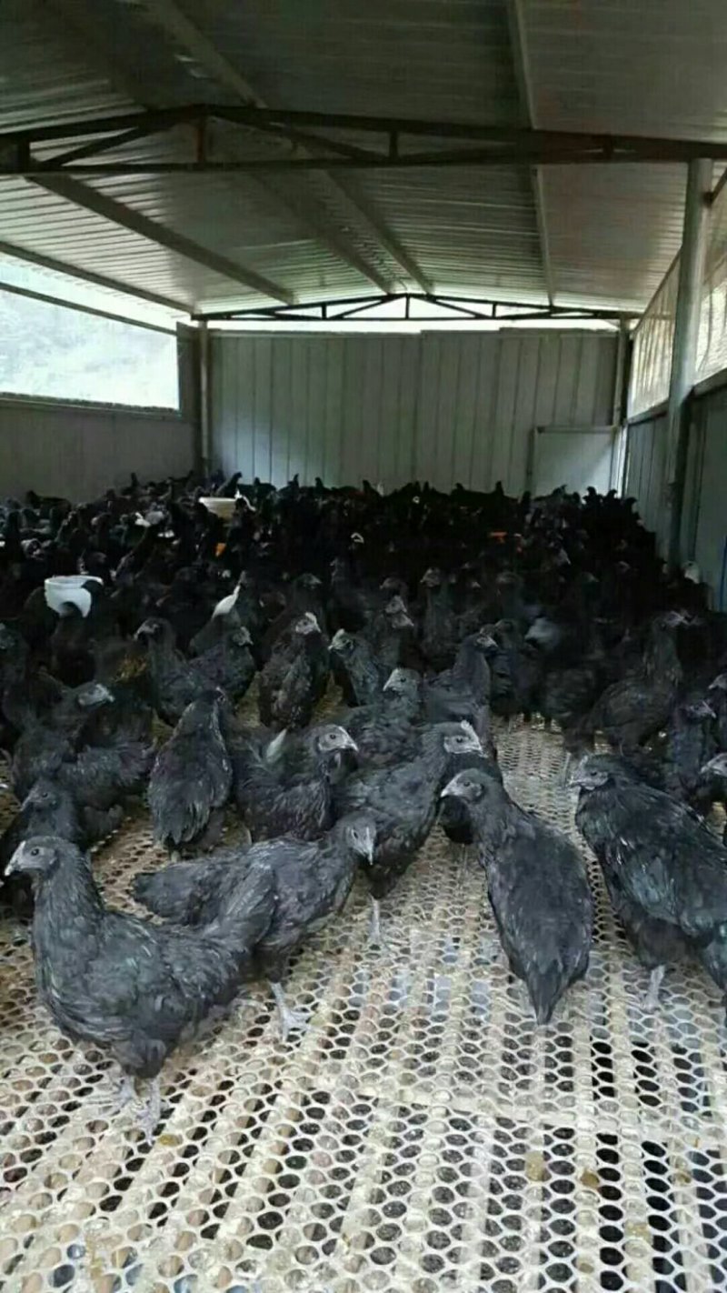 乌骨鸡种蛋纯种盐津乌骨鸡种蛋乌蒙珍禽中饭
