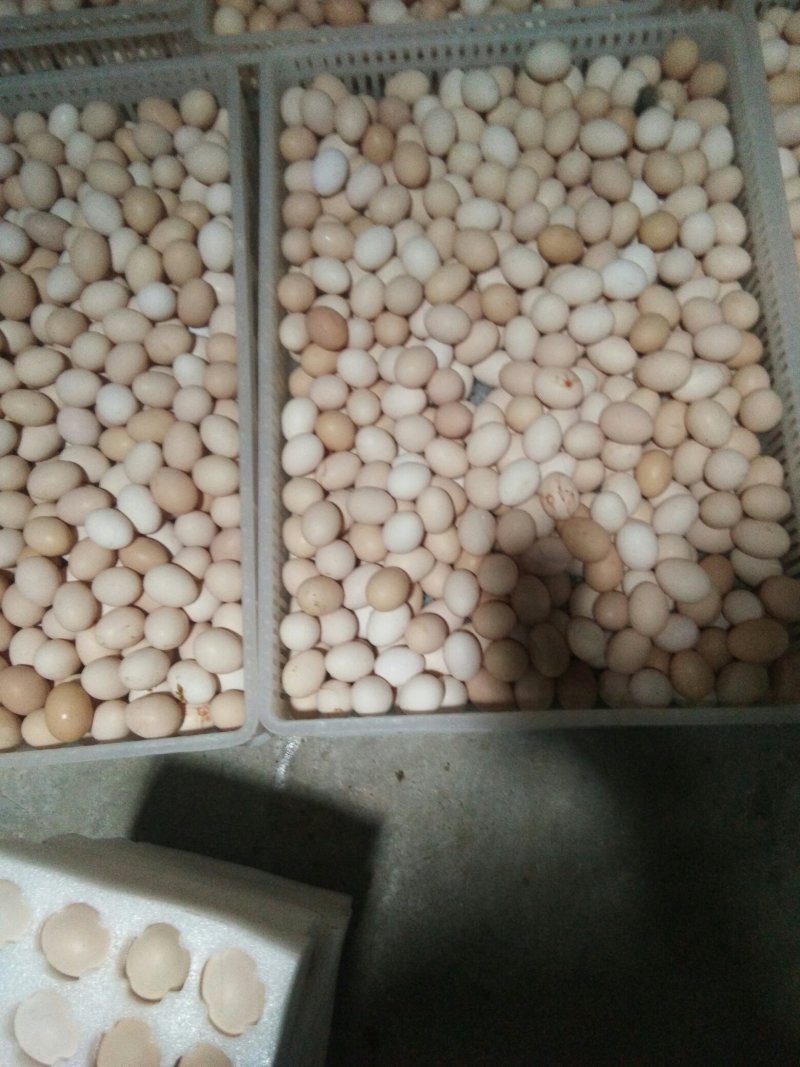 乌骨鸡种蛋纯种盐津乌骨鸡种蛋乌蒙珍禽中饭
