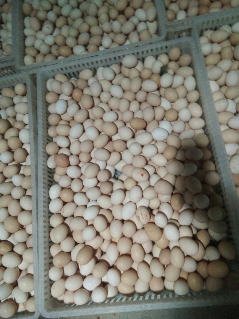 乌骨鸡种蛋纯种盐津乌骨鸡种蛋乌蒙珍禽中饭