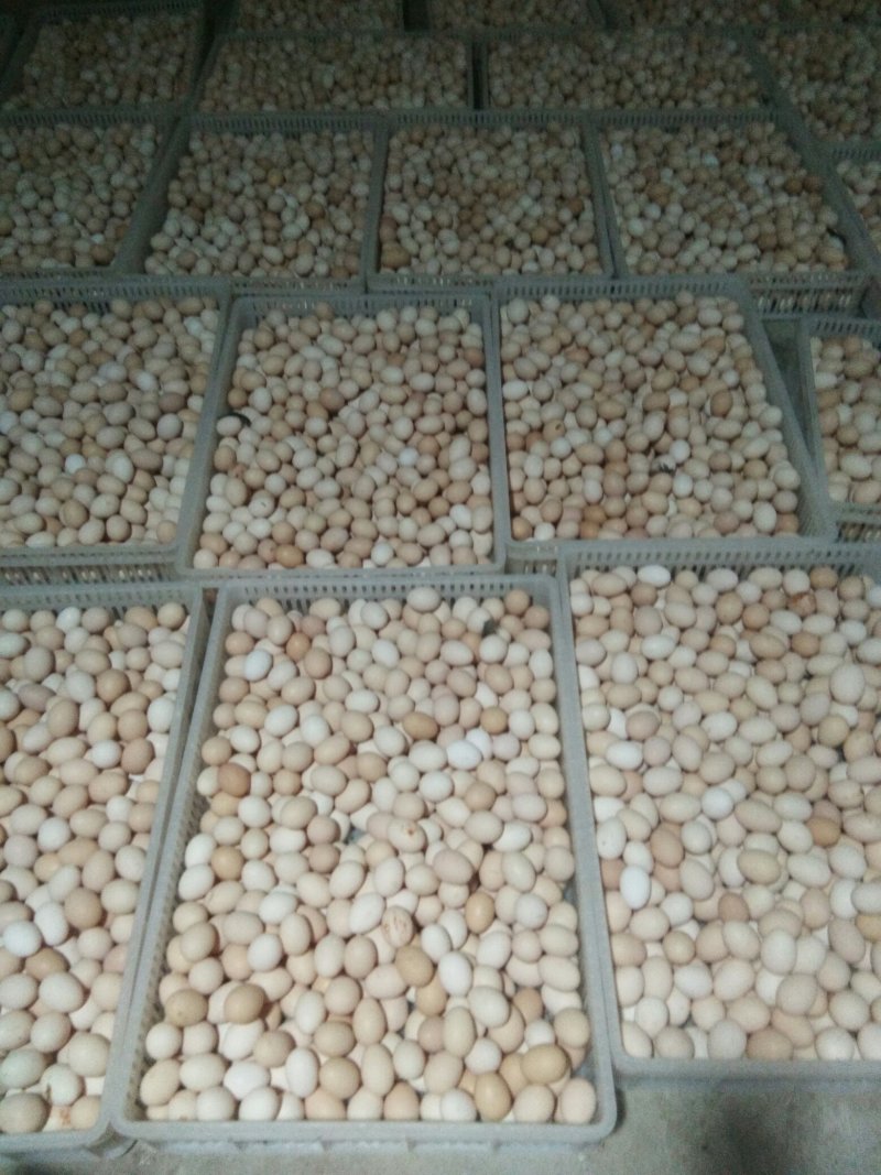乌骨鸡种蛋纯种盐津乌骨鸡种蛋乌蒙珍禽中饭