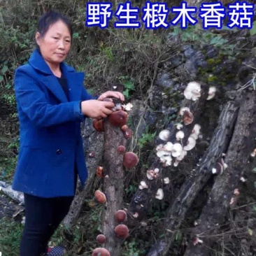 椴木香菇原木香菇树木上生长的香菇