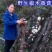 椴木香菇原木香菇树木上生长的香菇