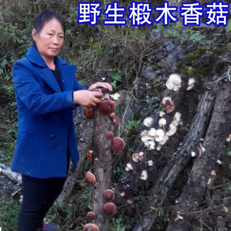 椴木香菇原木香菇树木上生长的香菇