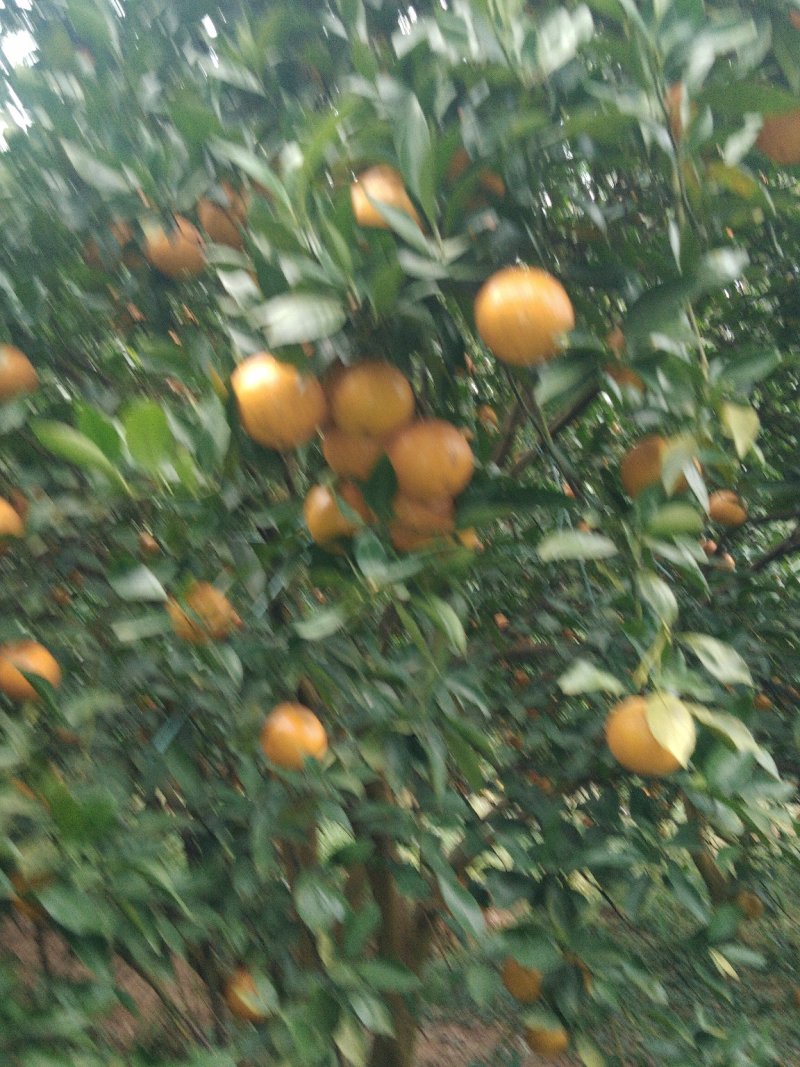 柑桔德庆皇帝柑