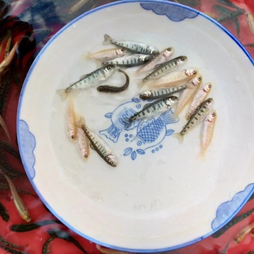 三文鱼，虹鳟鱼苗,虹鳟鱼批发零售