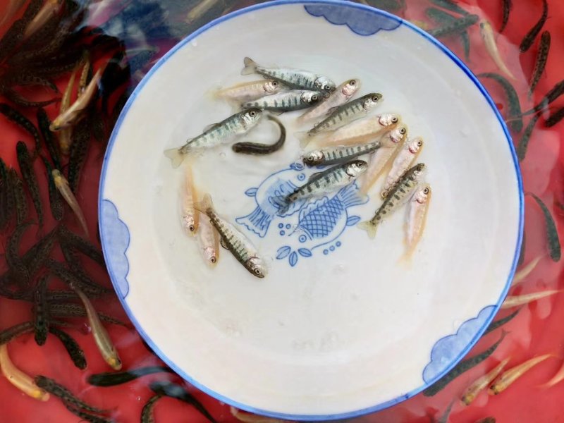 三文鱼，虹鳟鱼苗,虹鳟鱼批发零售