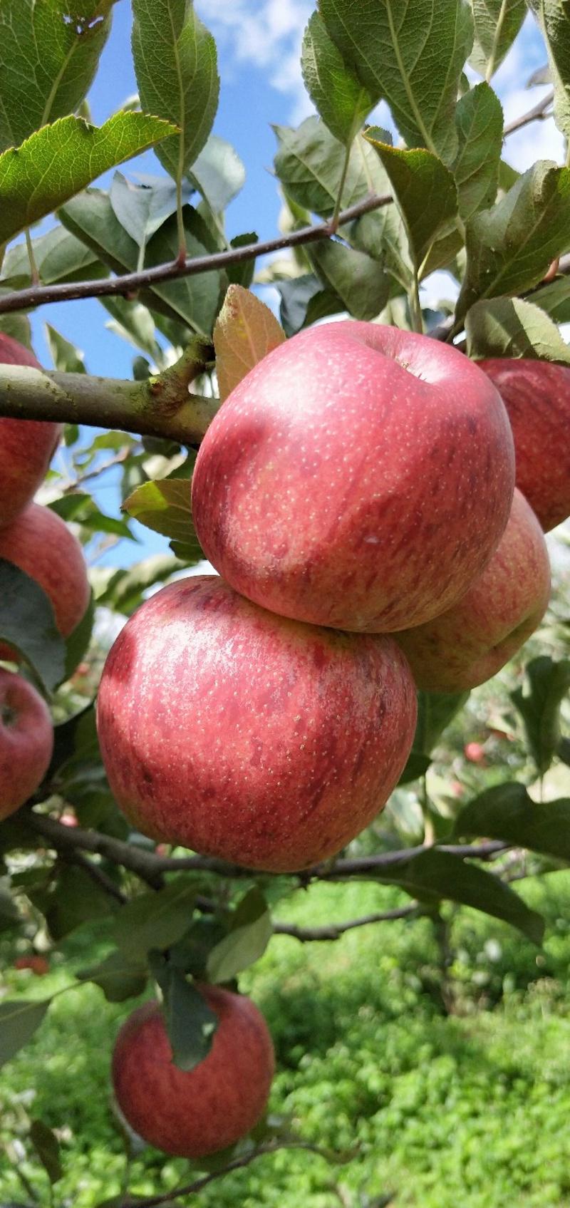 嘎啦苹果苗，马龙苹果苗，龙威苹果苗，保证品种纯度