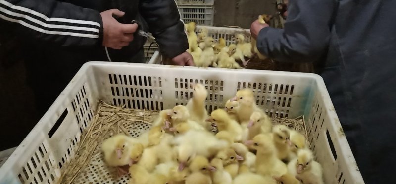 三花鹅苗厂家直销包预防包运费包存活可签合同日出苗可上万羽