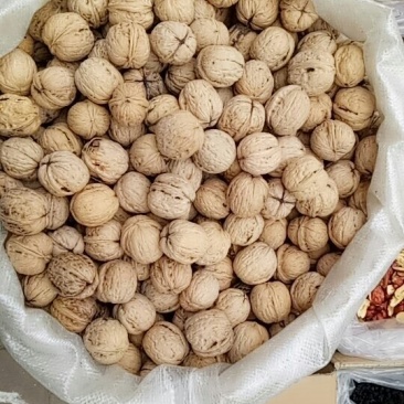 薄皮核桃
