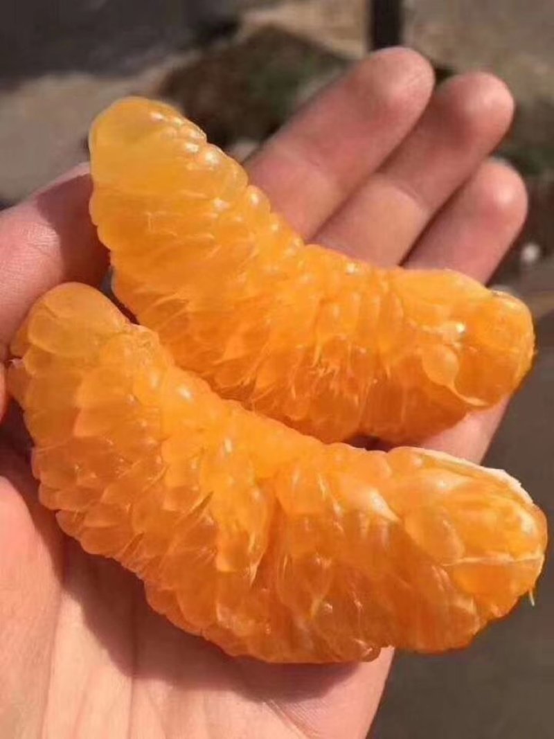 春见耙耙柑