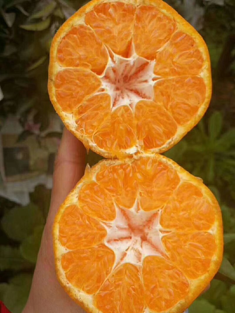 春见耙耙柑