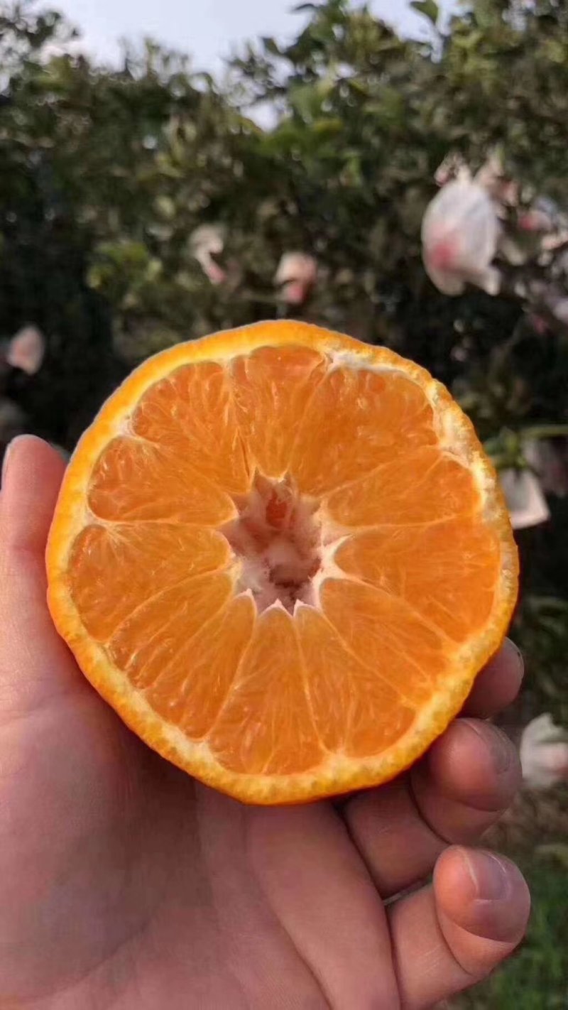 春见耙耙柑