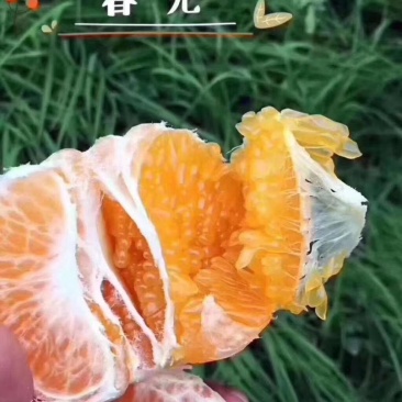 春见耙耙柑