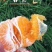 春见耙耙柑
